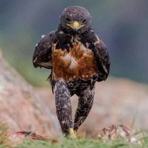 Meet your Posher, Johnny